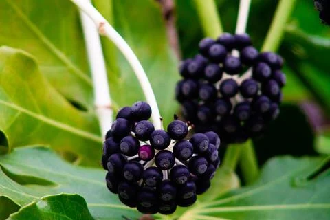 Close up of a black elderberry growing on a tree branch. Stock Photos