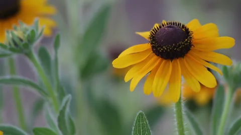 Close up Black-eyed Susan Stock Footage 35651224
