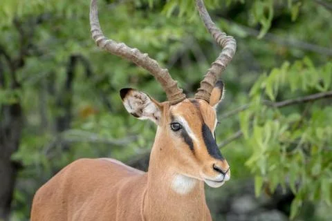 Close up of a Black-faced impala. Stock Photos