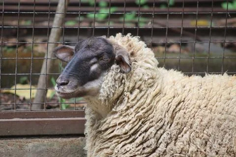 Close-up of black-faced sheep with thick wool inside farm enclosure Stock Photos