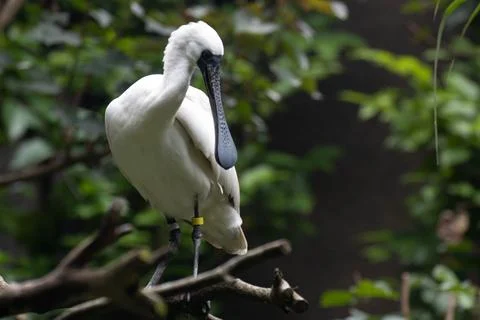 Close up Black-faced spoonbill Stock Photos