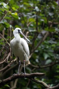 Close up Black-faced spoonbill Stock Photos