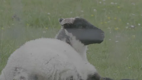 Close-up of Black-faced White Lamb on Lismore Island | Scottish Highlands Stock Footage 331312023