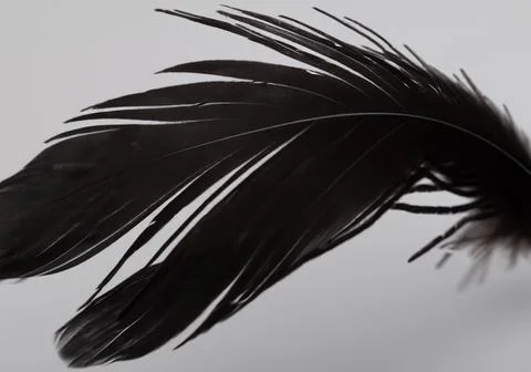 Close up of black feathers Stock Photos