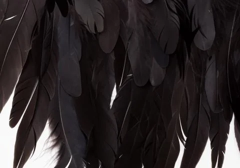 Close up of black feathers Stock Photos