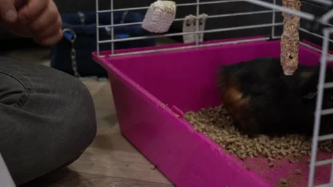 Close-up of a black fluffy guinea pig sitting in a bright pink cage. Ideal for Stock Footage 292646879