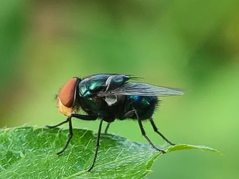 Close-up of a black fly insect. Photos