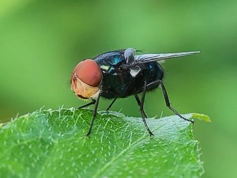 Close-up of a black fly insect. Fotos Stock
