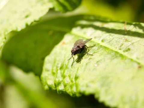 Close up of a black fly resting on a leaf face forward with clear sharp eye.. Foto stock