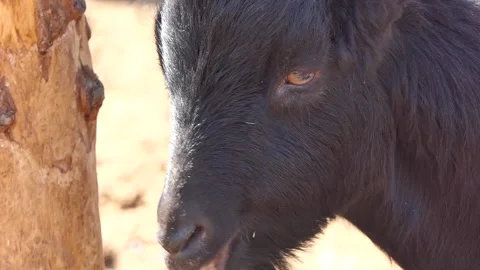 Close-up of a black goat Video stock 237098164