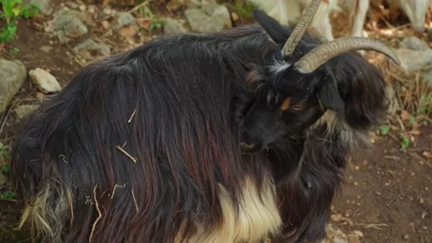 A close-up of a black goat itches to get rid of all sorts of parasites on the Stock Footage 203942737