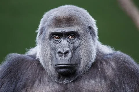 Close-up of a black gorilla Foto stock