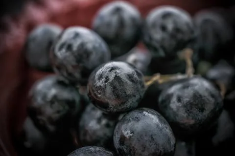 Close-up of Black Grapes Stock Photos