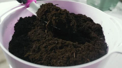 Close-up black ground, ground. Repotting flower indoor. Stock Footage 155489790