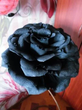 Close-up of black growth rose from corrugated paper Stock Photos
