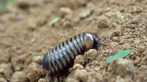 Close up of black grub burrowing into the soil - Insect on sand Stock Footage 171554025