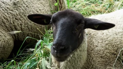 Close Up of Black Head Sheep Vídeos de archivo 254080800