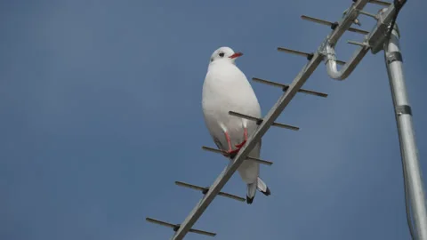 Close up of black-headed gull perched on an aerial against a blue sky. 4K tripod Stock Footage 164874715