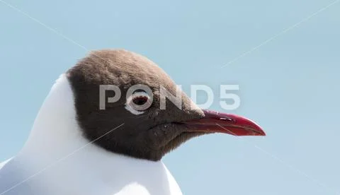 Close-up of Black-headed Gull showing red eye wattle. Stock Photos