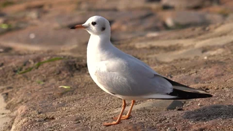 Close up of a black headed gull standing on rocky seaside shore Video stock 342208059