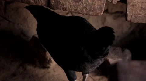 Close-up of black hen Stock Footage 49011310
