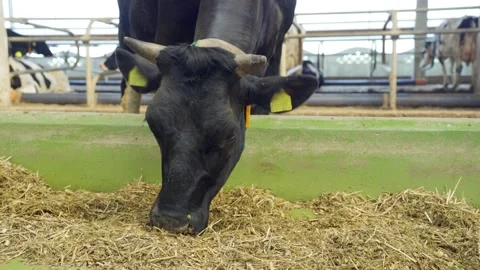 Close-up of black horned cows head eating haylage in stall on dairy farm. Cattle Stock Footage 320301301