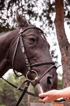 Close-up black horse eats with hands. Stock Photos