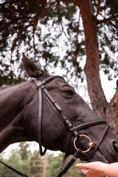 Close-up black horse eats with hands. Horse farm in the forest in the Stock Photos