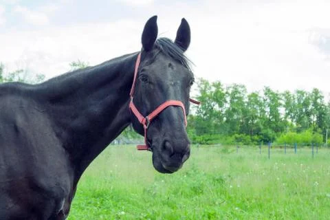 Close-up of a black horse Stock Photos
