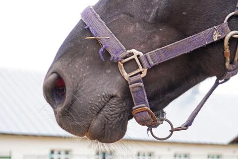 Close-up of a black horse's muzzle wearing a purple halter. Stock Photos