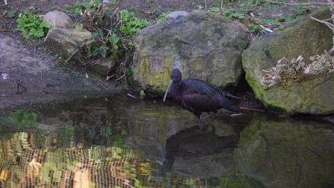 Close up of black ibis Stock Footage 294935168