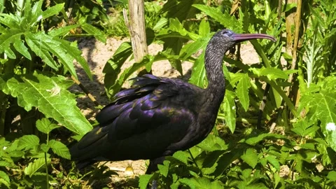 Close up of an black ibis in motion Stock Footage 310143630