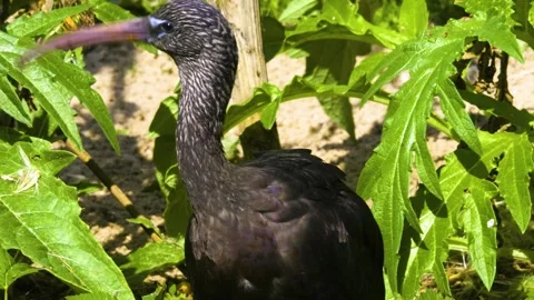 Close up of an black ibis in motion Stock Footage 310143632