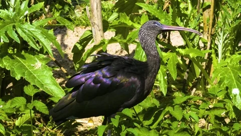 Close up of an black ibis in motion Stock Footage 310143656