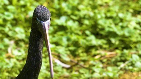 Close up of an black ibis in motion Stock Footage 310143658