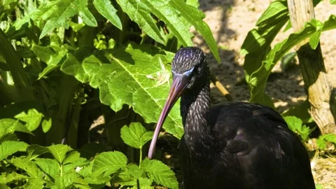 Close up of an black ibis in motion Stock Footage 310143685