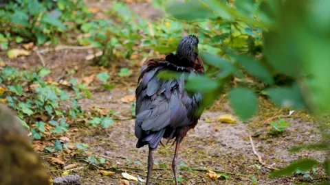 Close up of black ibis standing Stock Footage 256109601