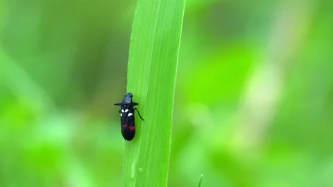 Close-up of a black insect perched on a green leaf swaying in the wind. Stock Footage 234046340