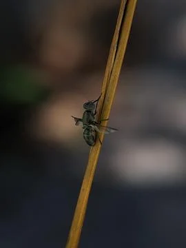 Close-up of a black insect perched Stock Photos