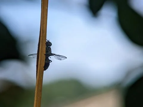 Close-up of a black insect perched Stock Photos
