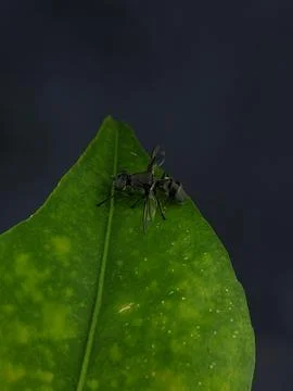 Close-up of a black insect perched Stock Photos