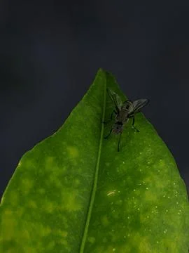 Close-up of a black insect perched Stock Photos