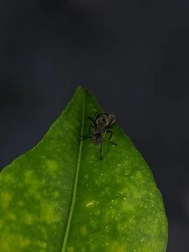 Close-up of a black insect perched Stock Photos