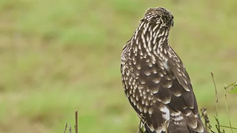 Close-up of a Black Kite Taking Flight Stock Footage 201605979