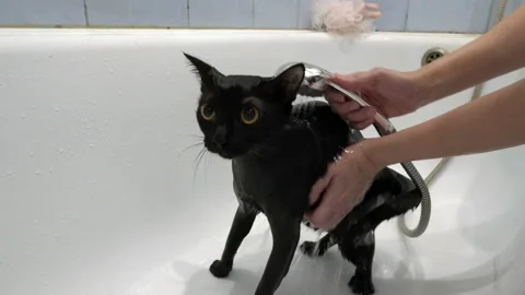 Close-up, a black kitten with large yellow eyes is washed and watered with water Stock Footage 123988239