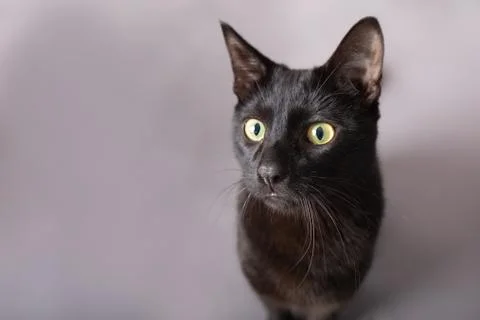 Close up black kitty cat big green eyes and long whiskers Stock Photos