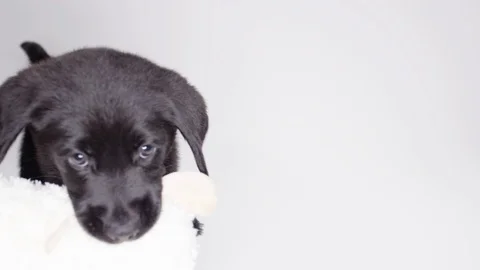 Close up black lab pupper Stock Footage 110748812