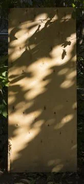 Close-up of a black leaf shadow from the sun light on a brown plywood surface Stock Photos