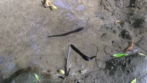 Close-up, black leeches crawling along the bottom of a forest stream in water Видео 125430219