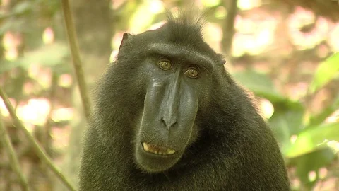 Close up of black macaque Stock Footage 88985224